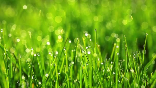 Vidéo de paysage vert herbe 