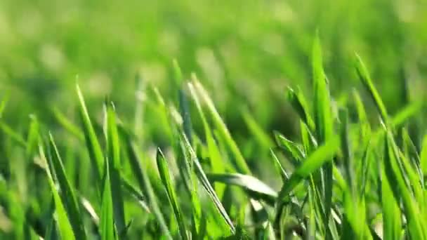 Vidéo de paysage vert herbe  