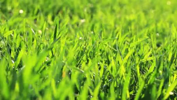 Βίντεο Από Πράσινο Τοπίο Grass — Αρχείο Βίντεο