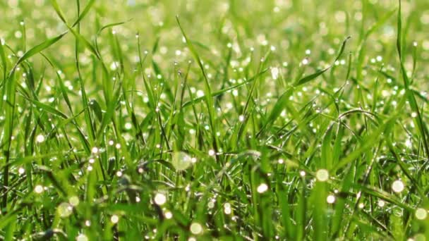Video Van Green Grass Landscape — Stockvideo