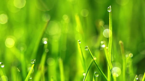 Vidéo de paysage vert herbe 