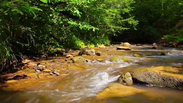 Vidéo du paysage du ruisseau de montagne  