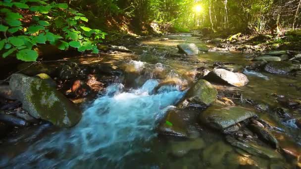 Vidéo du paysage du ruisseau de montagne 