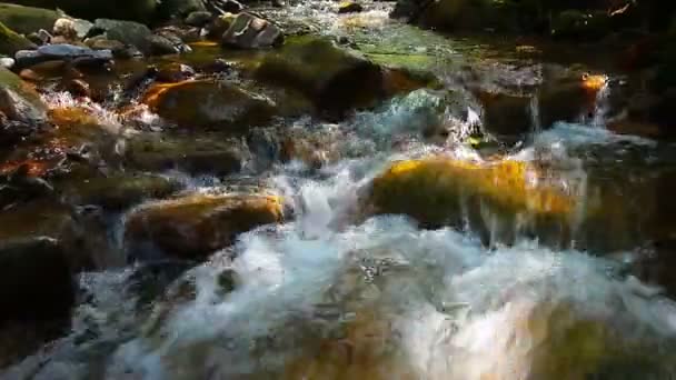 Video Mountain Stream Landskap — Stockvideo