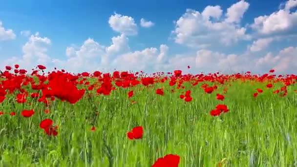 Βίντεο Από Red Poppies Τοπίο — Αρχείο Βίντεο
