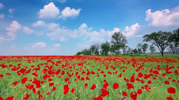 Video Van Red Poppies Landschap — Stockvideo