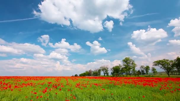 Βίντεο Από Red Poppies Τοπίο — Αρχείο Βίντεο