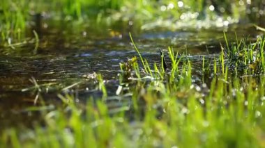 Spring Brook Manzarası Videosu