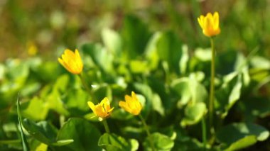 Bahar Çiçekleri Manzarası Videosu 