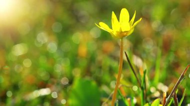 Bahar Çiçekleri Manzarası Videosu