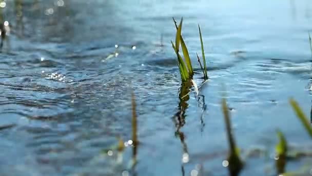 Vidéo du paysage du ruisseau Spring 