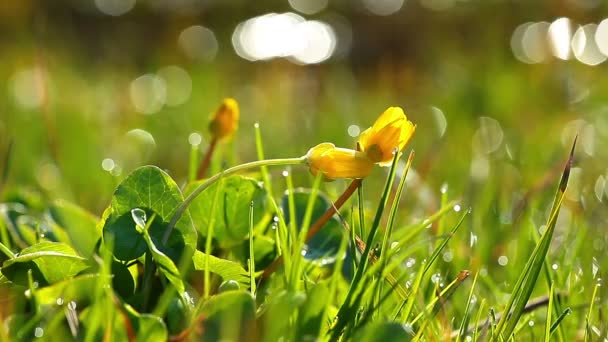 Vidéo de paysage de fleurs de printemps  