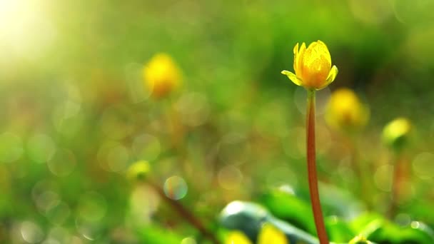 Vídeo Flores Primavera Paisagem — Vídeo de Stock