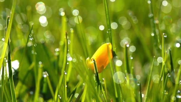 Vídeo Flores Primavera Paisagem — Vídeo de Stock