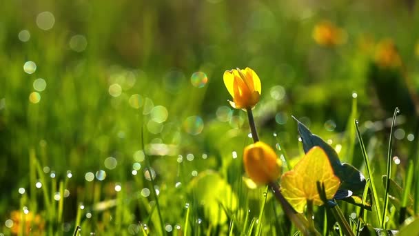 Vidéo de paysage de fleurs de printemps 