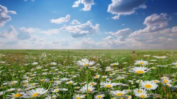 Vidéo du paysage naturel estival 