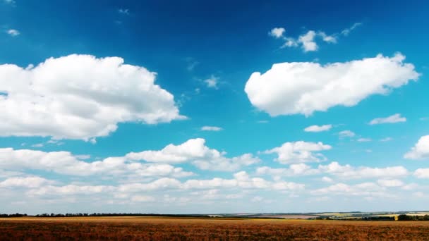 Video Van Zomer Natuur Landschap — Stockvideo