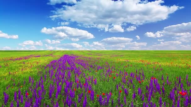 Vidéo du paysage naturel estival 