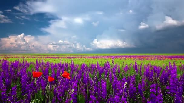 Vidéo du paysage naturel estival  