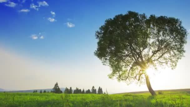 Vidéo du paysage naturel estival  