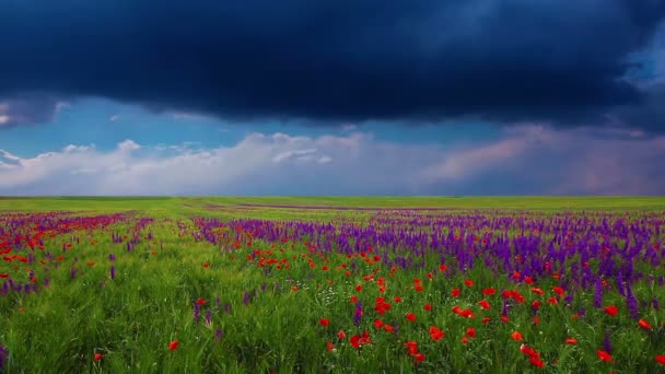 Vidéo du paysage naturel estival 