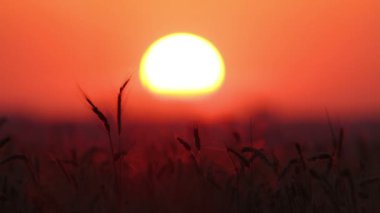 Gün batımında Buğday Videosu 