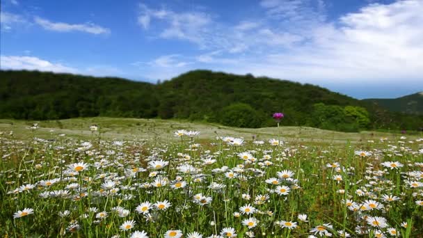 Dolina Rumianku Kwiaty — Wideo stockowe