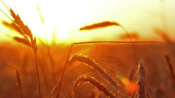 Видео Wheat Sunset — стоковое видео