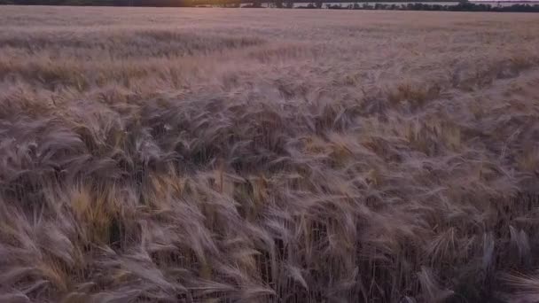 Strzał Powietrza Polu Pszenicy — Wideo stockowe