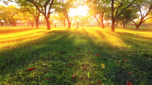 Vídeo Paisagem Jardim Outono — Vídeo de Stock