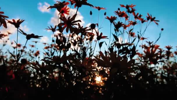 Video Kukkivat Auringonkukat Maisema — kuvapankkivideo