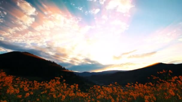 Video Girasoli Fiore Paesaggio — Video Stock