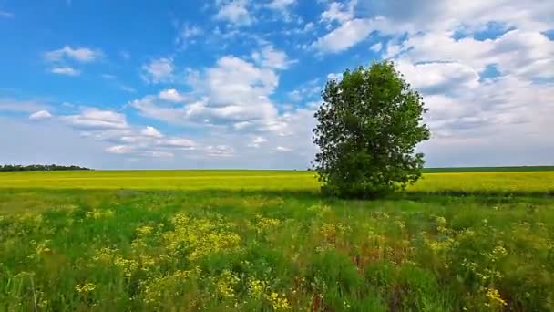 Πεδίο Canola Και Συννεφιασμένος Ουρανός — Αρχείο Βίντεο