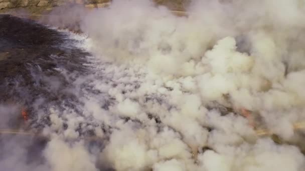 Sucha Trawa Pasach Ruchu Lesie Ogniu Strażacy Pracy Katastrofa Ekologiczna — Wideo stockowe