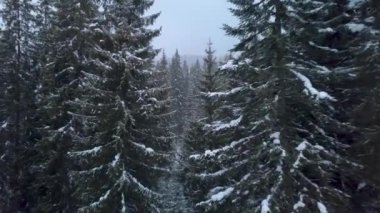 Kış Ormanında Uçmak 