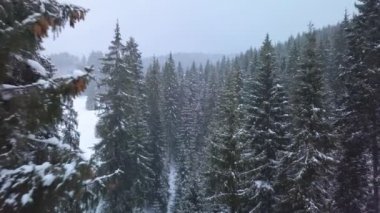 Kış Ormanında Uçmak