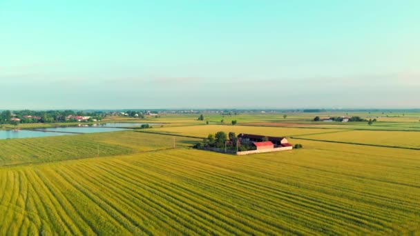 Sobrevoando Arrozais Campos Cultivados Inundados Terras Agrícolas Campo Rural Italiano — Vídeo de Stock