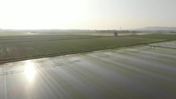 Sorvolando Risaie Campi Coltivati Allagati Terreni Agricoli Campagna Rurale Italiana — Video Stock