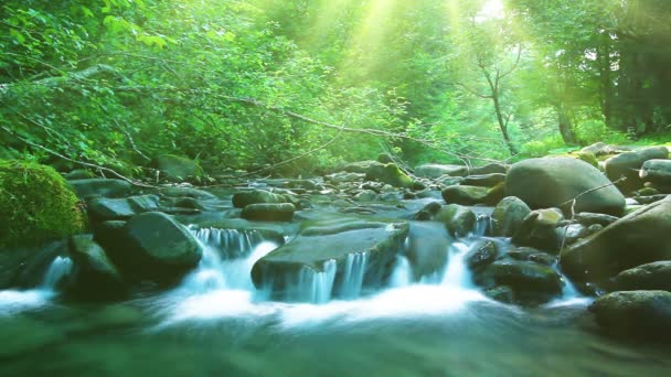 Vidéo du paysage du ruisseau Forest 