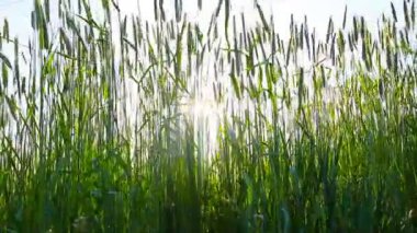 Yeşil Kulak Manzarası Videosu 