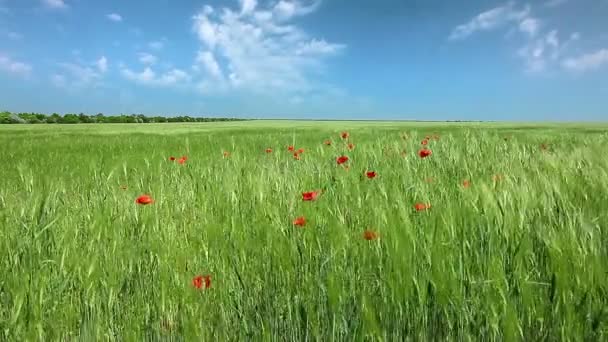 Orejas Verdes Cielo Nublado — Vídeo de stock