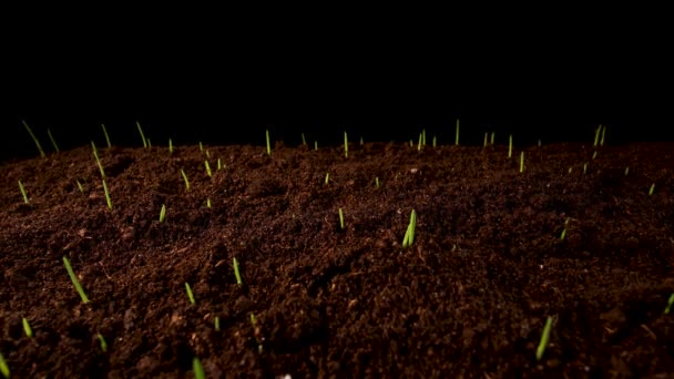 Завод Выращиванию Зеленой Травы — стоковое видео