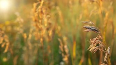  Şafakta Buğday Videosu