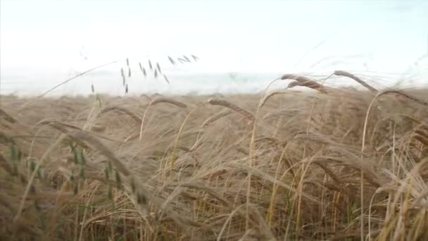 Campo Grano Tramonto Video Orecchie Grano Raccolta Raccolta Concetto Campo — Video Stock