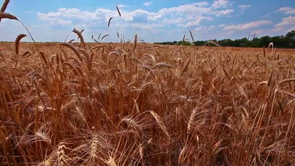 Video Campo Grano Paesaggio — Video Stock