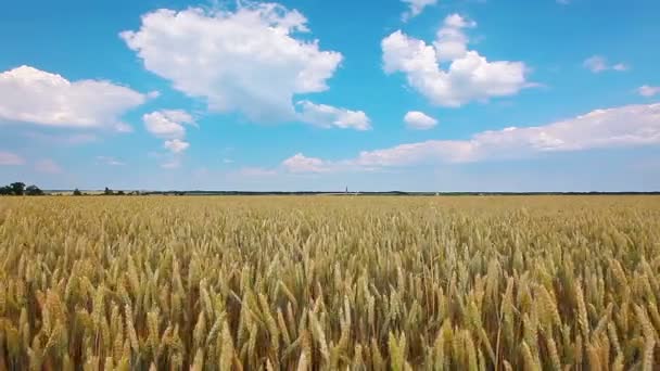 Buğday Sahası Manzarası Videosu — Stok video