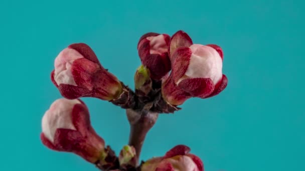 Fleurs Abricot Blanc Fleurissent Sur Une Branche Arbre — Video