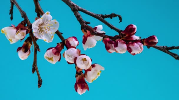 Fleurs Abricot Blanc Fleurissent Sur Une Branche Arbre — Video