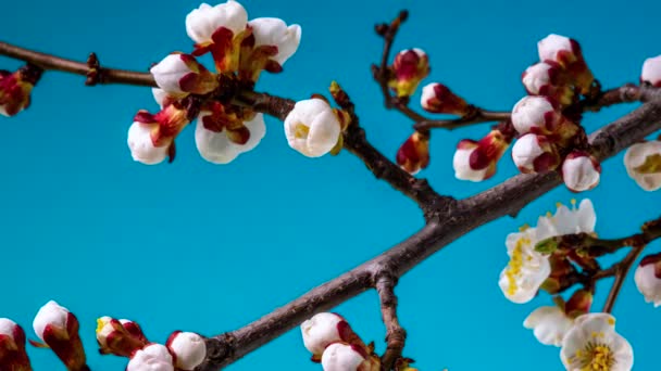 Белые Цветы Цветут Ветке Дерева — стоковое видео