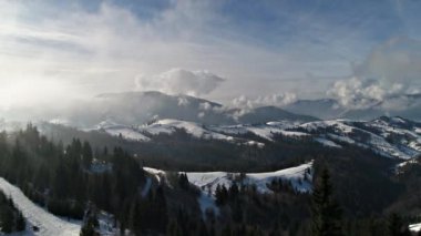 Kış Ağaçları. Havadan Görüntü Üstünden Uçar. Doğa